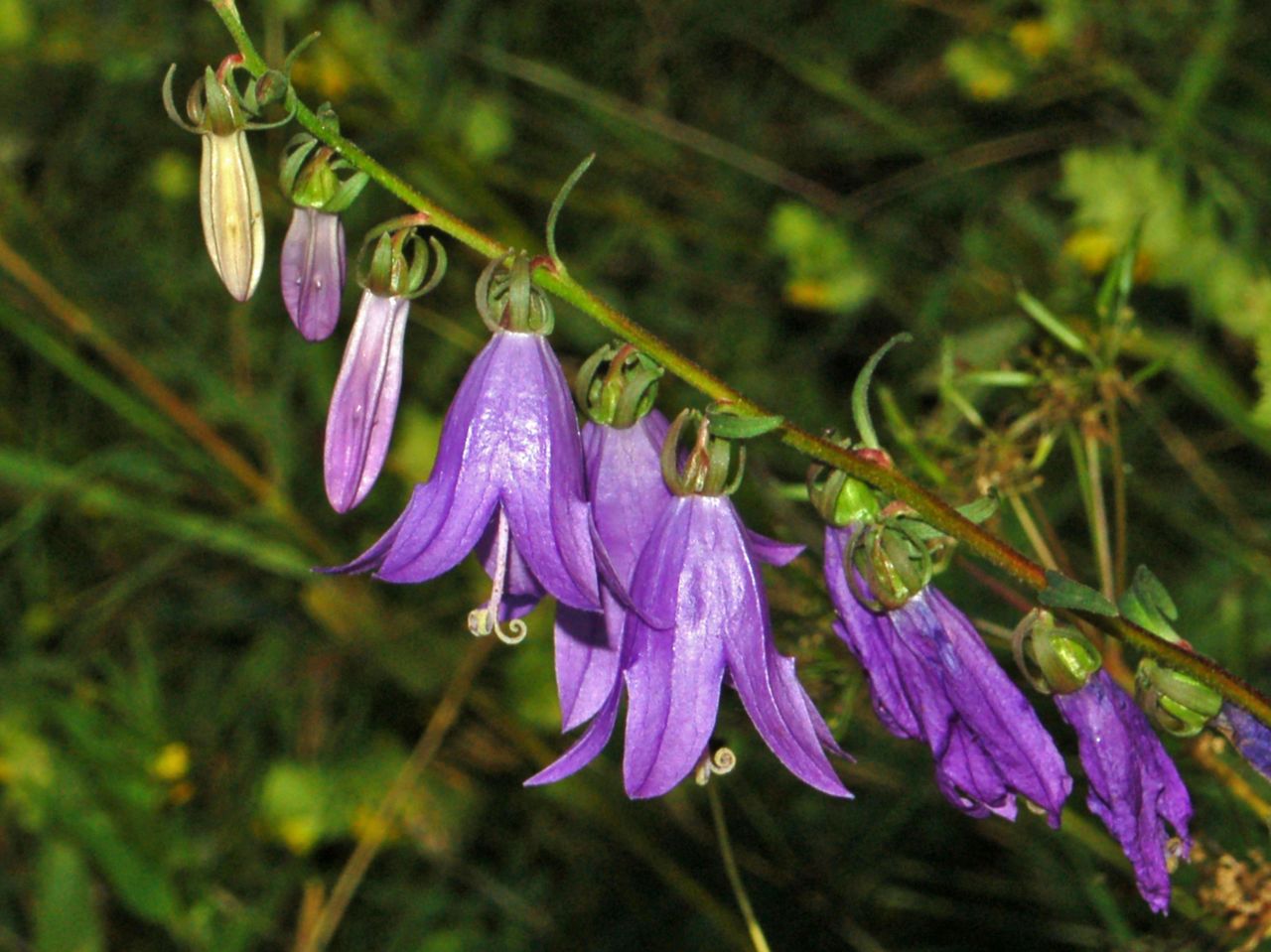 Campanula rapunculoides